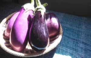 Sunlit eggplant
