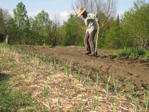 Working in the Fields