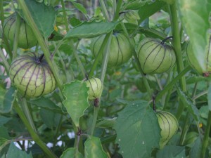 Tomatillos