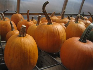 Pumpkins