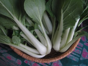 Bok Choy from the Hoophouse