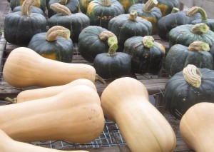 Our Butternut and Buttercup Squash curing in the greenhouse