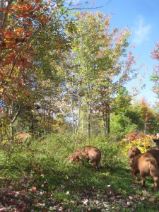 Fall pigs