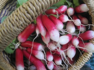 Radishes