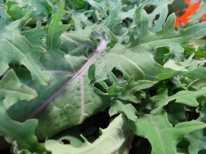 Red Russian Kale