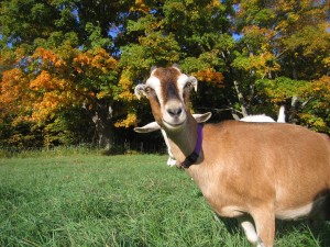 Ingrid in fall