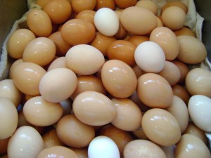 Eggs Lots