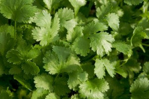 Herbs - Cilantro