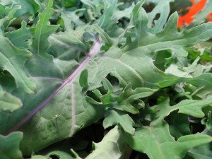 Red Russian Kale