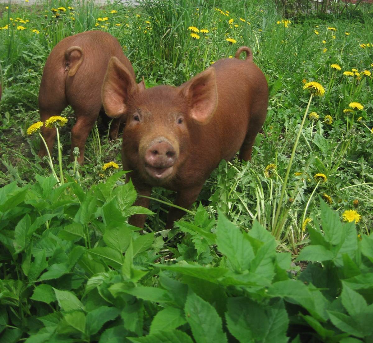 piglet-on-spring-bishops-weed