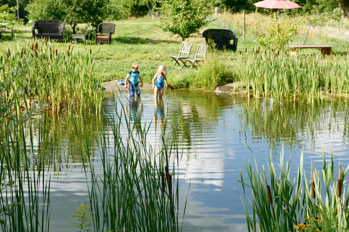 pond-cattails