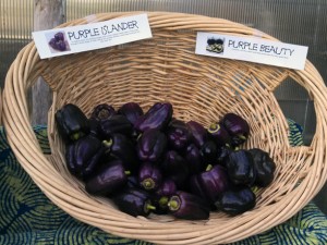 Purple peppers