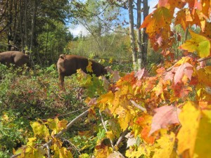 Pig on fall pasture