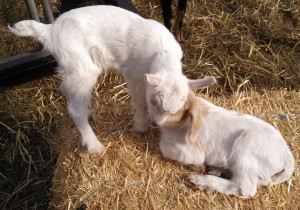 goat kids making friends