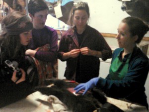 williams students at Mountain Deer Taxidermy