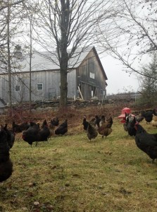 hens outside front yard