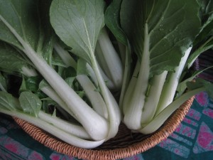 bok choy 43