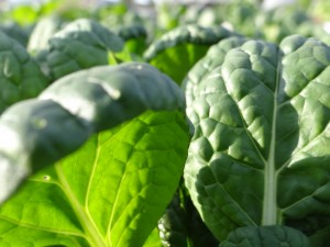 tatsoi greens hoophouse