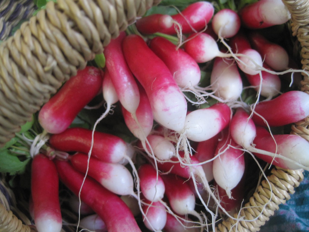 french breakfast radish