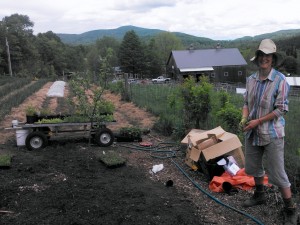 installing orchard understory