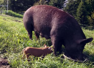 ramona and piglet on pasture