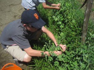 picking peas