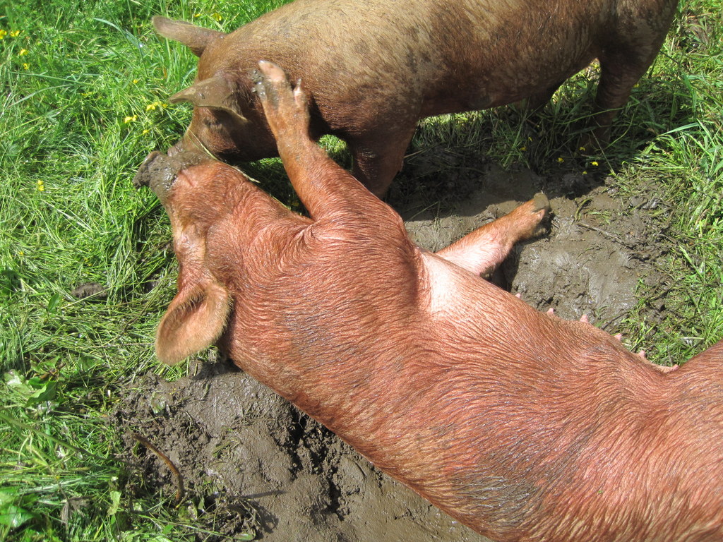 Summer Pig Dreams include green grass & cool mud