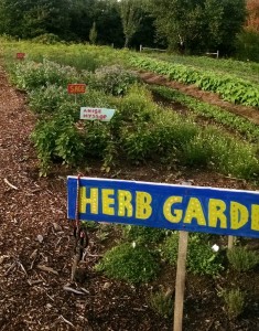 herb garden