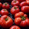 slicing tomatoes