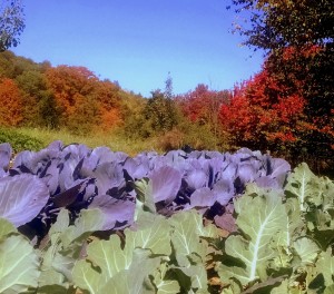 cabbage and foliage