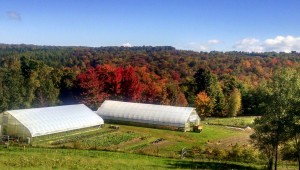 fall foliage on the farm