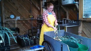 Penelope washing leeks