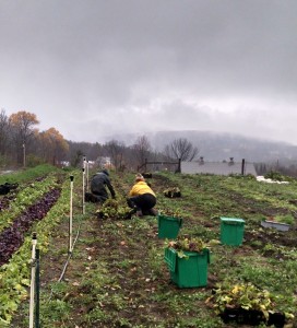 carrot harvesting in rain cropped