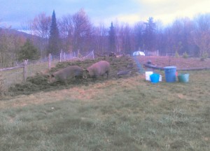 sows on orchard understory prep