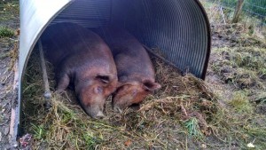 sows snuggling in rain