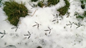 Turkey Prints in snow