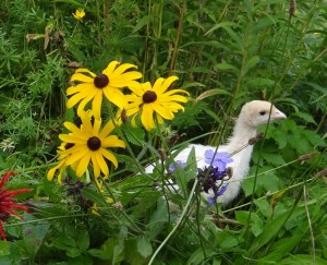 turkey poult in flowers