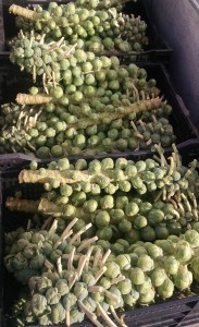 Stalks of sprouts harvested