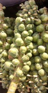 sprouts on the stalk