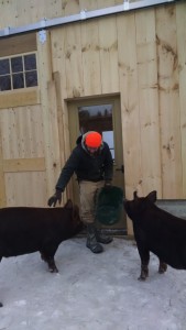 Celsius & Typhoon asking Andrew to get into new barn