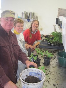 Roy and Liz helping Liva pot up tomatoes