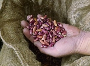 2-king of the early beans morningstar farm