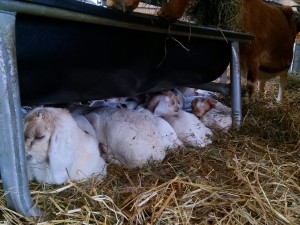 pile of goat kids