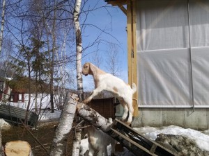 goat kids climbing