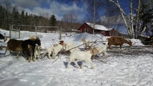 goats on winter browse