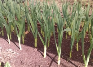 green garlic growing in hoophouse