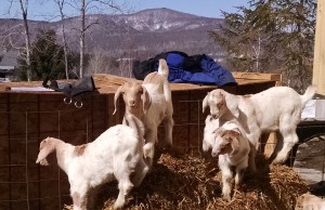 growing goat kids