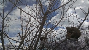 nicko pruning orchard