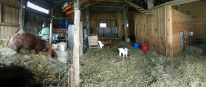 panorama in barn animals
