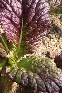 purple mustard in hoophouse